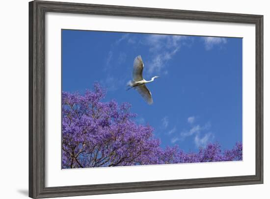 Mexico, San Miguel De Allende. Great Egret Flying over Jacaranda Tree-Jaynes Gallery-Framed Photographic Print