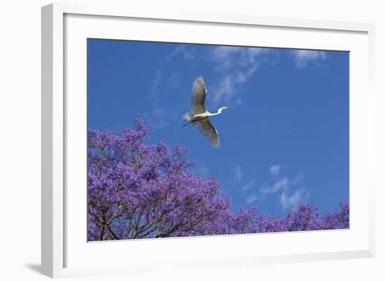 Mexico, San Miguel De Allende. Great Egret Flying over Jacaranda Tree-Jaynes Gallery-Framed Photographic Print