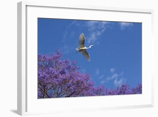 Mexico, San Miguel De Allende. Great Egret Flying over Jacaranda Tree-Jaynes Gallery-Framed Photographic Print