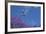 Mexico, San Miguel De Allende. Great Egret Flying over Jacaranda Tree-Jaynes Gallery-Framed Photographic Print