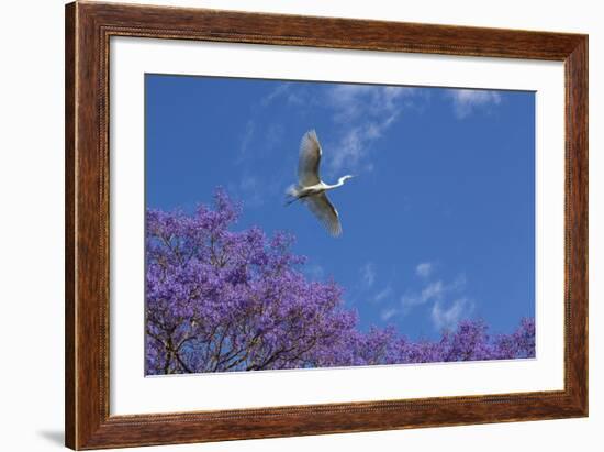 Mexico, San Miguel De Allende. Great Egret Flying over Jacaranda Tree-Jaynes Gallery-Framed Photographic Print