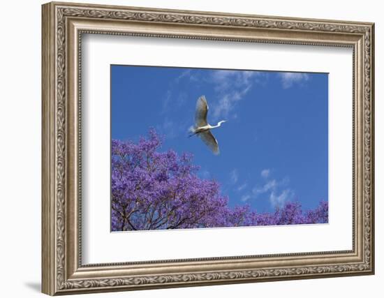 Mexico, San Miguel De Allende. Great Egret Flying over Jacaranda Tree-Jaynes Gallery-Framed Photographic Print