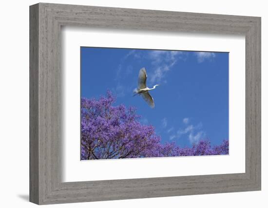 Mexico, San Miguel De Allende. Great Egret Flying over Jacaranda Tree-Jaynes Gallery-Framed Photographic Print