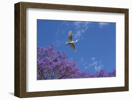 Mexico, San Miguel De Allende. Great Egret Flying over Jacaranda Tree-Jaynes Gallery-Framed Photographic Print