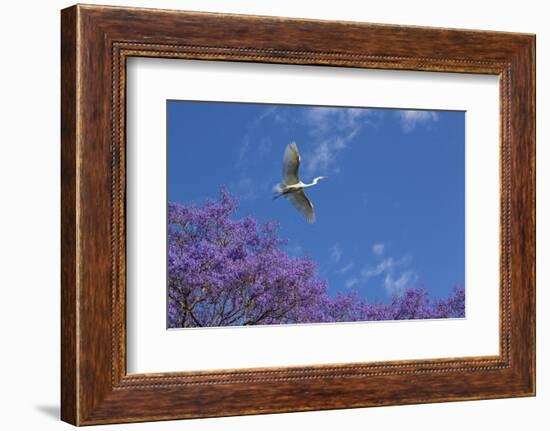 Mexico, San Miguel De Allende. Great Egret Flying over Jacaranda Tree-Jaynes Gallery-Framed Photographic Print