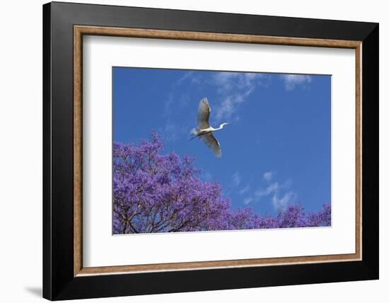 Mexico, San Miguel De Allende. Great Egret Flying over Jacaranda Tree-Jaynes Gallery-Framed Photographic Print