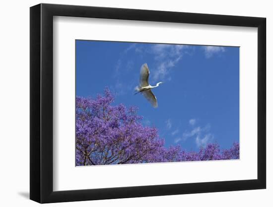 Mexico, San Miguel De Allende. Great Egret Flying over Jacaranda Tree-Jaynes Gallery-Framed Photographic Print