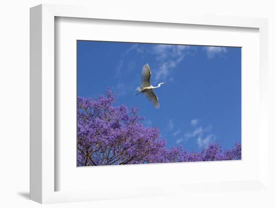 Mexico, San Miguel De Allende. Great Egret Flying over Jacaranda Tree-Jaynes Gallery-Framed Photographic Print