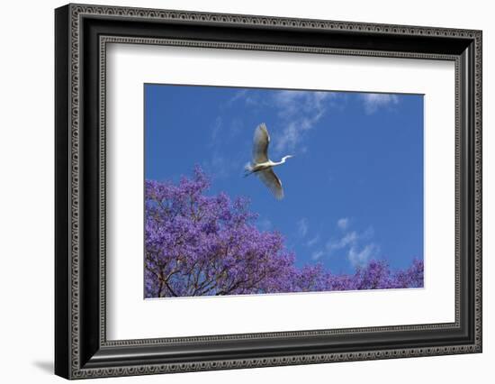 Mexico, San Miguel De Allende. Great Egret Flying over Jacaranda Tree-Jaynes Gallery-Framed Photographic Print