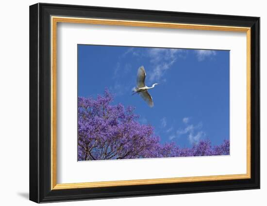 Mexico, San Miguel De Allende. Great Egret Flying over Jacaranda Tree-Jaynes Gallery-Framed Photographic Print