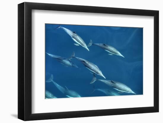 Mexico, Sea of Cortez, Bottlenose Dolphins Swimming Underwater in Front of Boat-Ann Collins-Framed Photographic Print