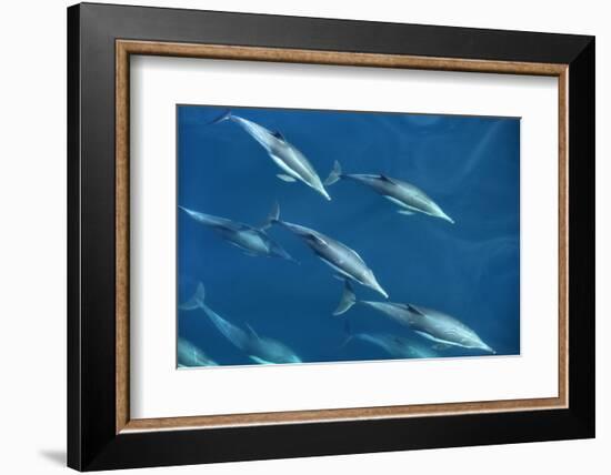 Mexico, Sea of Cortez, Bottlenose Dolphins Swimming Underwater in Front of Boat-Ann Collins-Framed Photographic Print