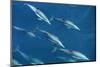 Mexico, Sea of Cortez, Bottlenose Dolphins Swimming Underwater in Front of Boat-Ann Collins-Mounted Photographic Print