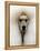 Mexico World Dog Show 2007-Eduardo Verdugo-Framed Premier Image Canvas