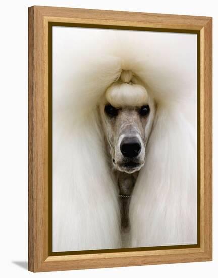 Mexico World Dog Show 2007-Eduardo Verdugo-Framed Premier Image Canvas