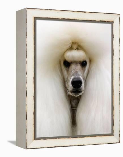 Mexico World Dog Show 2007-Eduardo Verdugo-Framed Premier Image Canvas