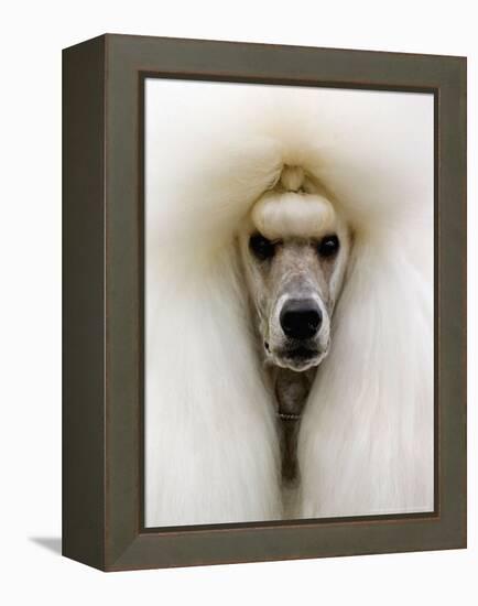 Mexico World Dog Show 2007-Eduardo Verdugo-Framed Premier Image Canvas