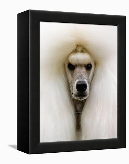 Mexico World Dog Show 2007-Eduardo Verdugo-Framed Premier Image Canvas