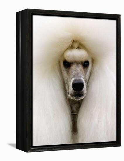 Mexico World Dog Show 2007-Eduardo Verdugo-Framed Premier Image Canvas