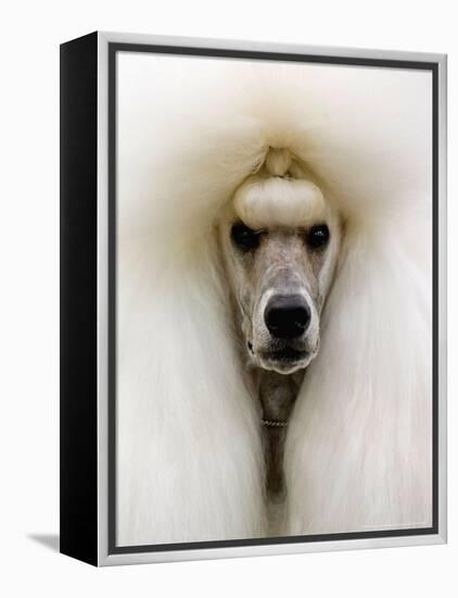 Mexico World Dog Show 2007-Eduardo Verdugo-Framed Premier Image Canvas