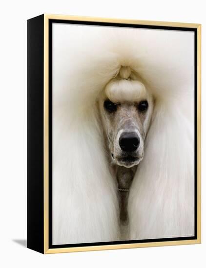 Mexico World Dog Show 2007-Eduardo Verdugo-Framed Premier Image Canvas