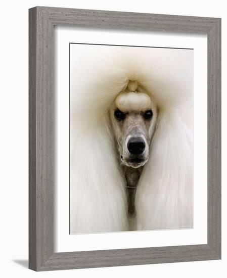 Mexico World Dog Show 2007-Eduardo Verdugo-Framed Photographic Print