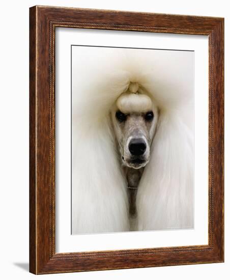 Mexico World Dog Show 2007-Eduardo Verdugo-Framed Photographic Print