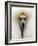 Mexico World Dog Show 2007-Eduardo Verdugo-Framed Photographic Print