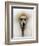 Mexico World Dog Show 2007-Eduardo Verdugo-Framed Photographic Print