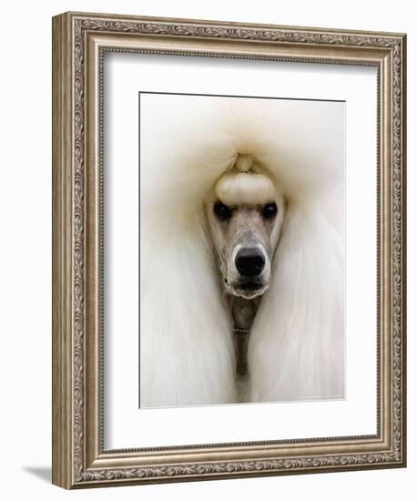 Mexico World Dog Show 2007-Eduardo Verdugo-Framed Photographic Print