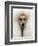 Mexico World Dog Show 2007-Eduardo Verdugo-Framed Photographic Print