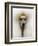 Mexico World Dog Show 2007-Eduardo Verdugo-Framed Photographic Print