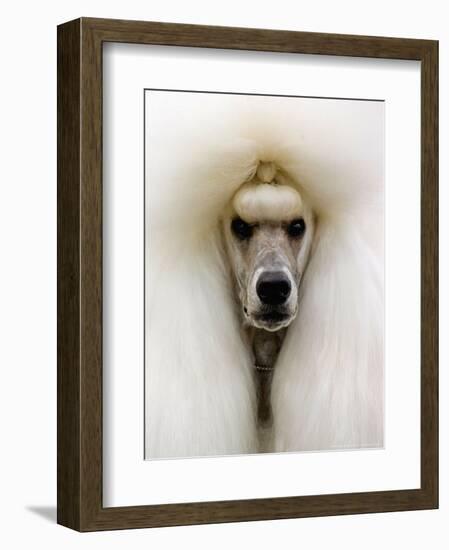 Mexico World Dog Show 2007-Eduardo Verdugo-Framed Photographic Print