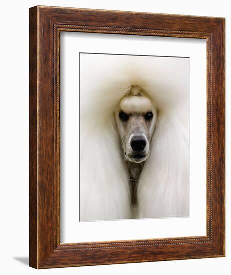 Mexico World Dog Show 2007-Eduardo Verdugo-Framed Photographic Print