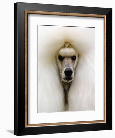 Mexico World Dog Show 2007-Eduardo Verdugo-Framed Photographic Print