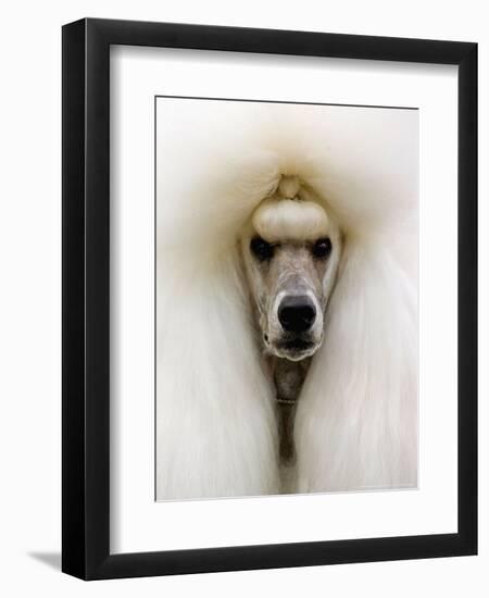 Mexico World Dog Show 2007-Eduardo Verdugo-Framed Photographic Print