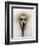 Mexico World Dog Show 2007-Eduardo Verdugo-Framed Photographic Print