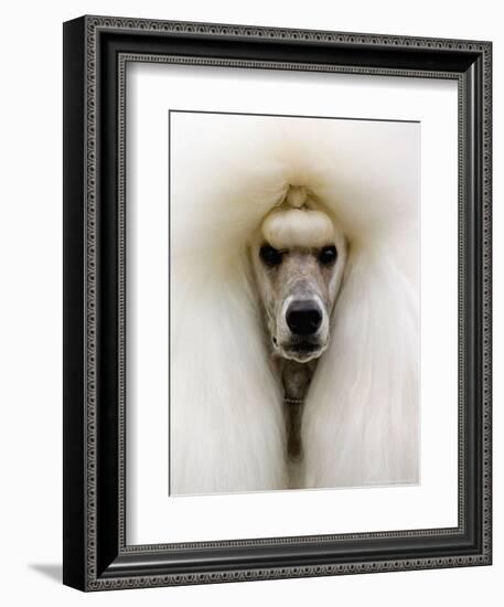 Mexico World Dog Show 2007-Eduardo Verdugo-Framed Photographic Print