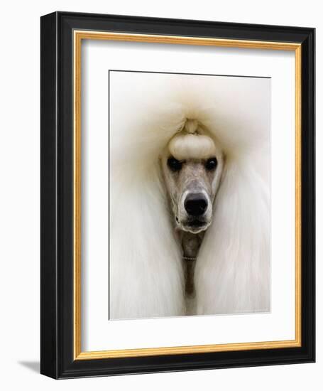 Mexico World Dog Show 2007-Eduardo Verdugo-Framed Photographic Print