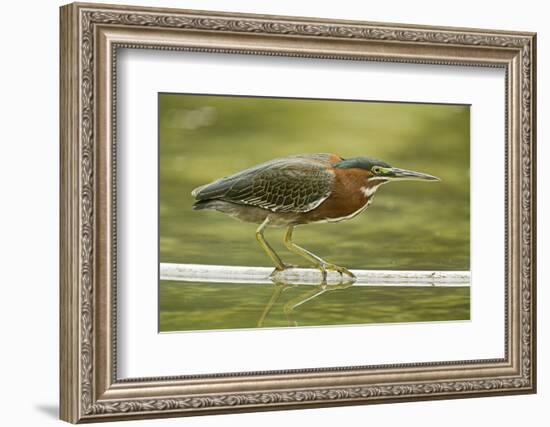 Mexico, Young Non-Breeding Adult Hunting for Fish in Forest Stream-David Slater-Framed Photographic Print