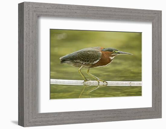 Mexico, Young Non-Breeding Adult Hunting for Fish in Forest Stream-David Slater-Framed Photographic Print