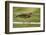 Mexico, Young Non-Breeding Adult Hunting for Fish in Forest Stream-David Slater-Framed Photographic Print