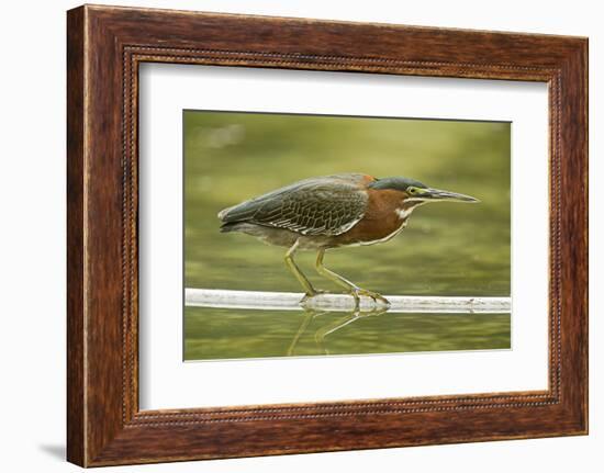 Mexico, Young Non-Breeding Adult Hunting for Fish in Forest Stream-David Slater-Framed Photographic Print