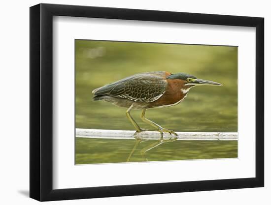 Mexico, Young Non-Breeding Adult Hunting for Fish in Forest Stream-David Slater-Framed Photographic Print