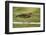 Mexico, Young Non-Breeding Adult Hunting for Fish in Forest Stream-David Slater-Framed Photographic Print