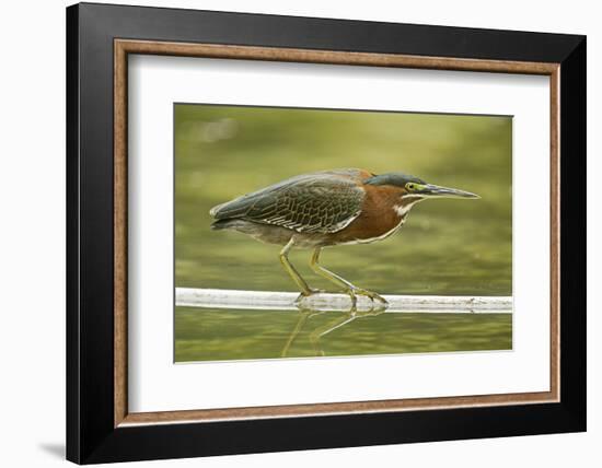 Mexico, Young Non-Breeding Adult Hunting for Fish in Forest Stream-David Slater-Framed Photographic Print