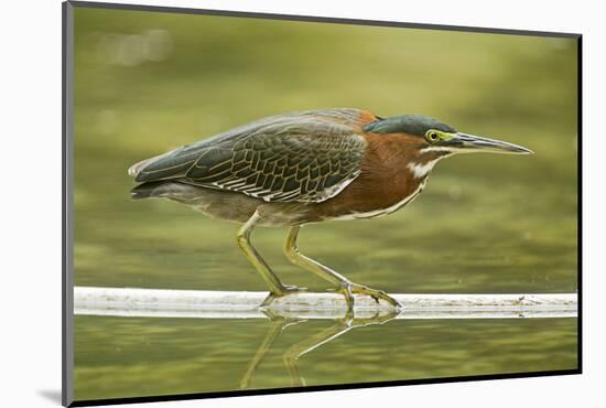 Mexico, Young Non-Breeding Adult Hunting for Fish in Forest Stream-David Slater-Mounted Photographic Print