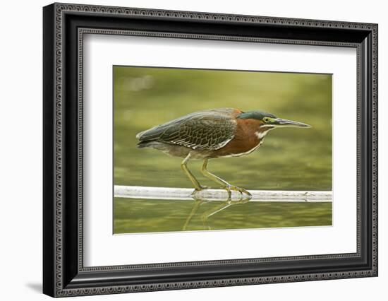 Mexico, Young Non-Breeding Adult Hunting for Fish in Forest Stream-David Slater-Framed Photographic Print