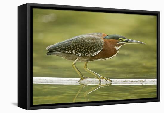 Mexico, Young Non-Breeding Adult Hunting for Fish in Forest Stream-David Slater-Framed Premier Image Canvas