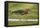 Mexico, Young Non-Breeding Adult Hunting for Fish in Forest Stream-David Slater-Framed Premier Image Canvas